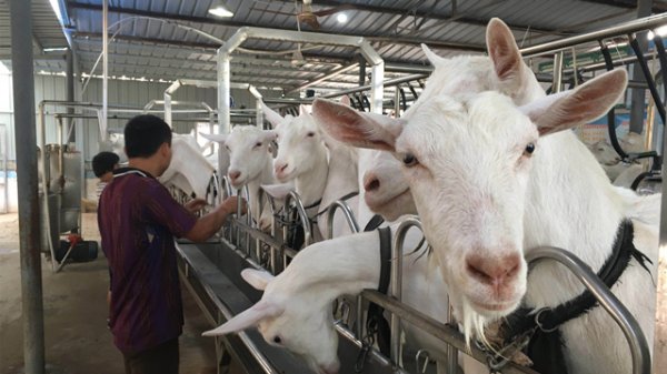 股票配资专业知识 羊奶价格2个月大涨超4成，但主要原因不是销量增长在拉动
